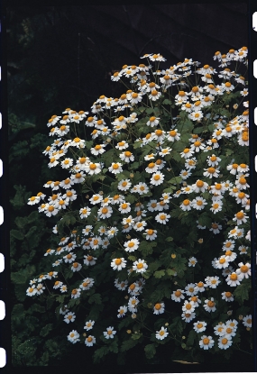Picture of Feverfew
